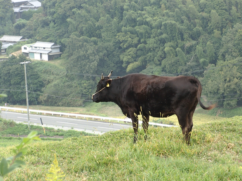 翼欲しい20131005