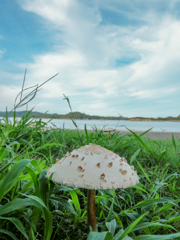 パラソル20130906