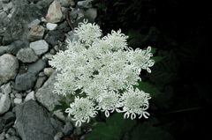 オオハナウド20090824