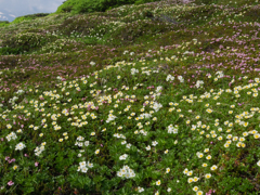 大雪花畑20120708