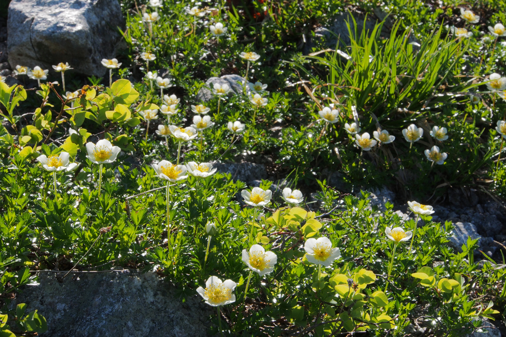 チングルマ20120803