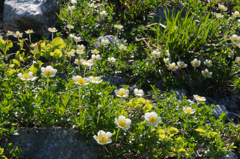 チングルマ20120803