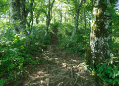 荒島岳ﾌﾞﾅ林20100827