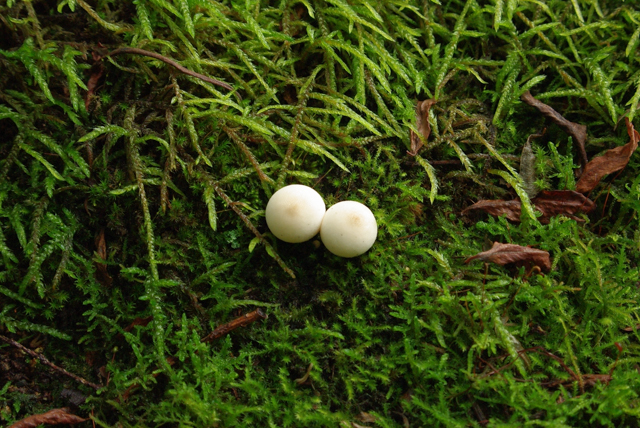 なかよし20110826