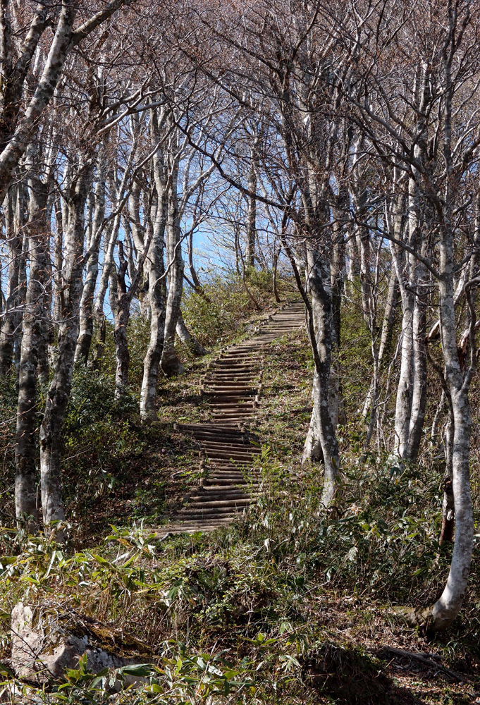 岡山県新庄村のﾌﾞﾅ林20140503