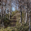 岡山県新庄村のﾌﾞﾅ林20140503