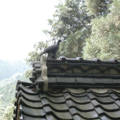 長生きのはと20090913