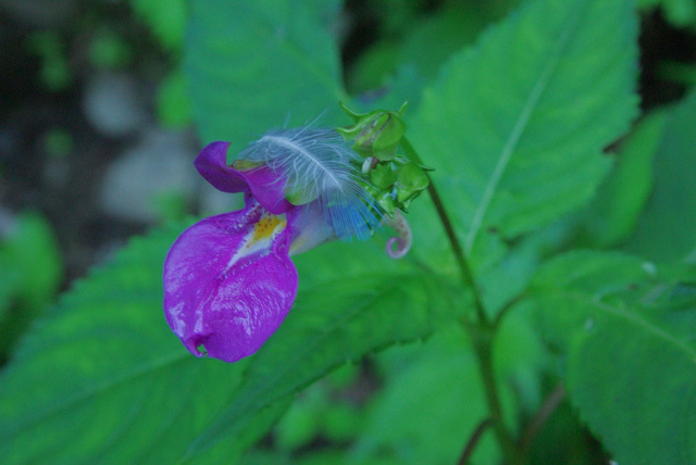 似合うよ20100823