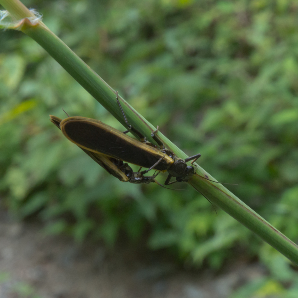 ヤマトカワゲラ