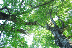 荒島岳のﾌﾞﾅ林20100827