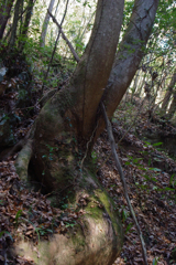 木の化身