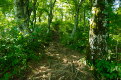 20100827荒島岳ﾌﾞﾅ林