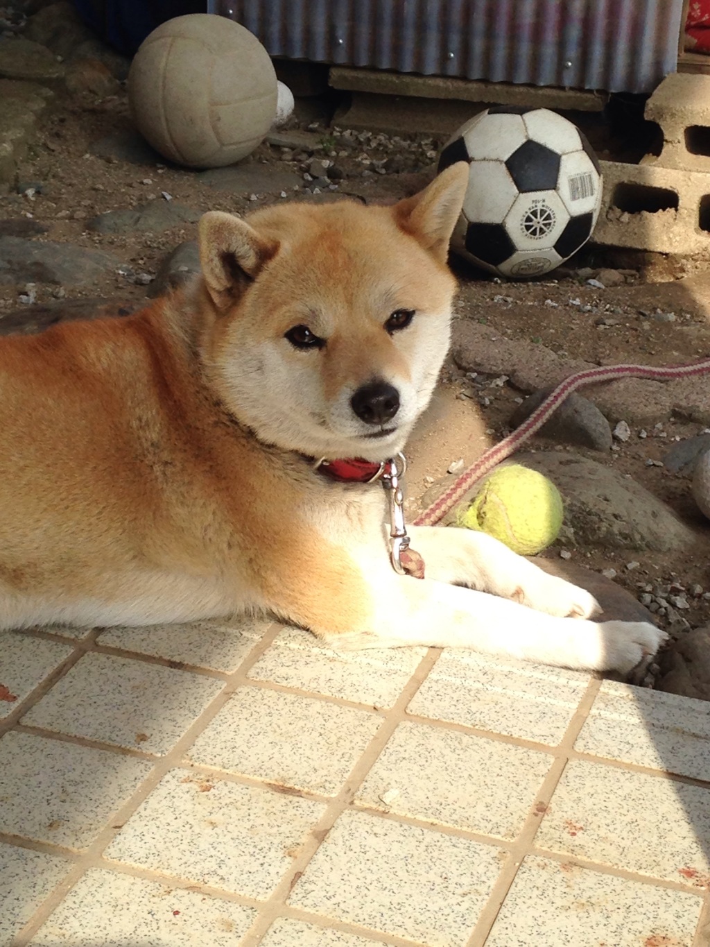 暑い