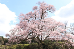 エドヒガン桜2