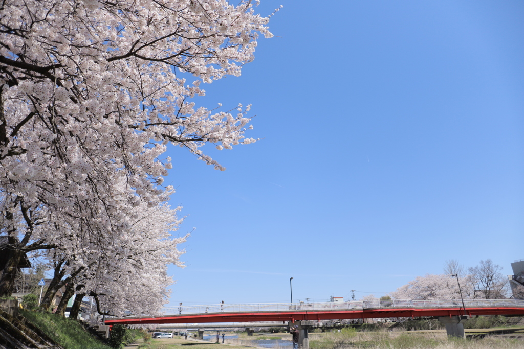 お花見日和