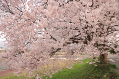 桜満開