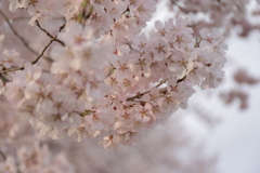 桜満開！