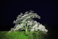 夜桜