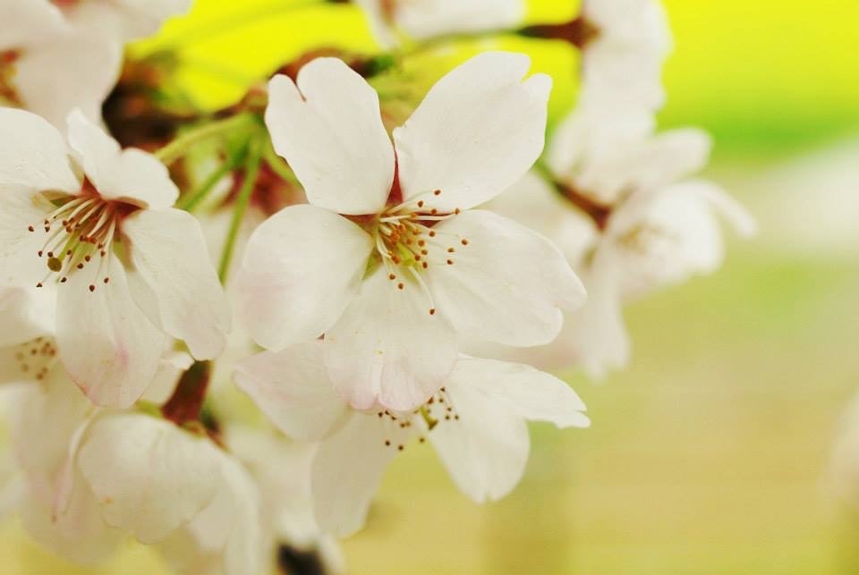 桜