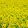 菜の花畑