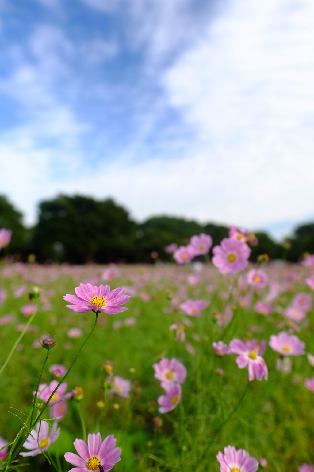 強風の秋桜