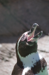 くわっ！