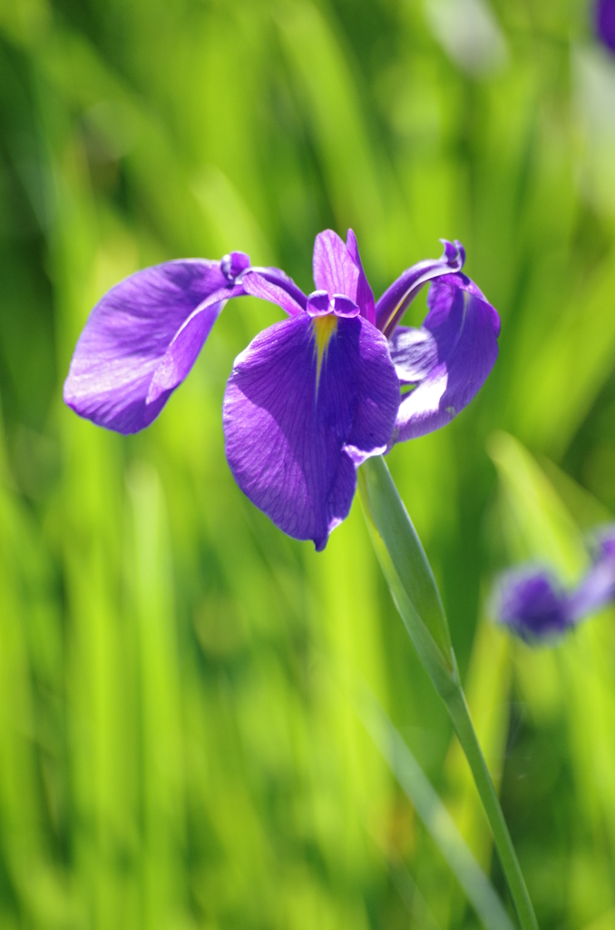 花菖蒲