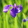 花菖蒲