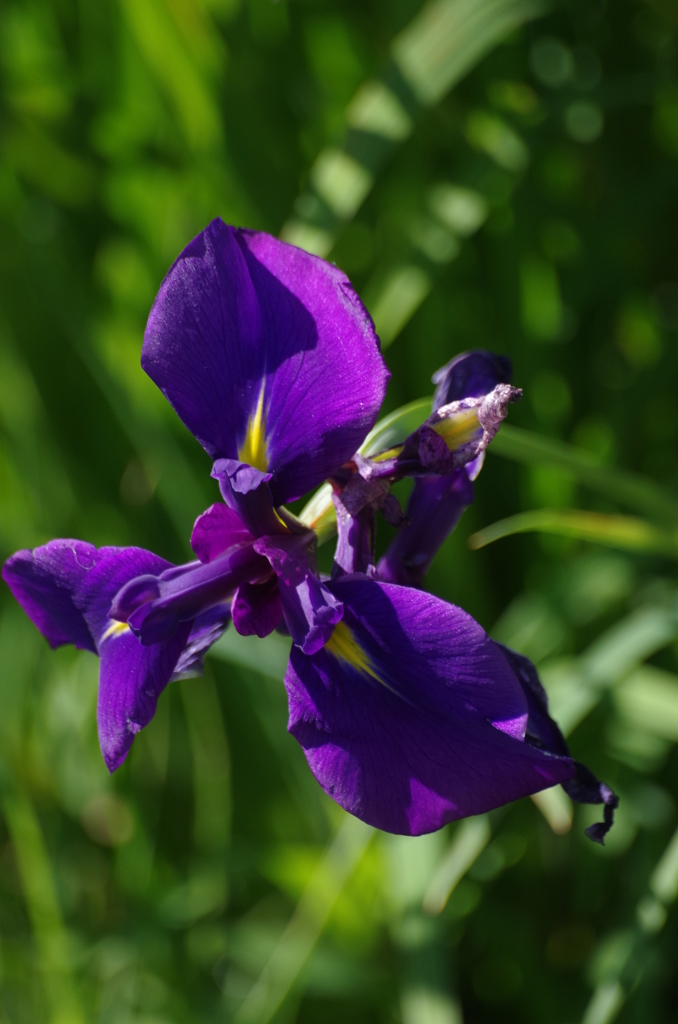 花菖蒲