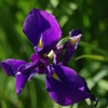 花菖蒲