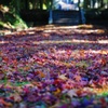 葉の絨毯