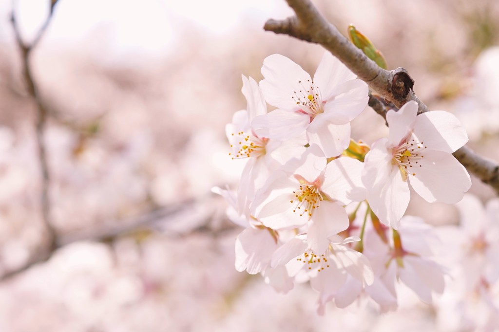 サヨナラの桜