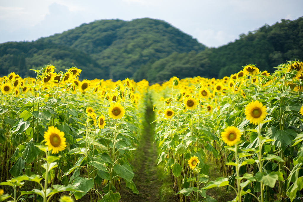 あの夏へ