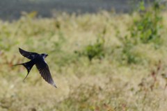 ツバメ、飛ぶ！