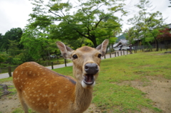 奈良の鹿