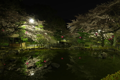 夜桜