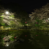 夜桜