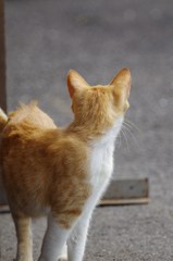 ねこさん