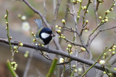 野鳥