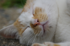 チャシロ