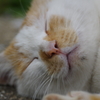 チャシロ