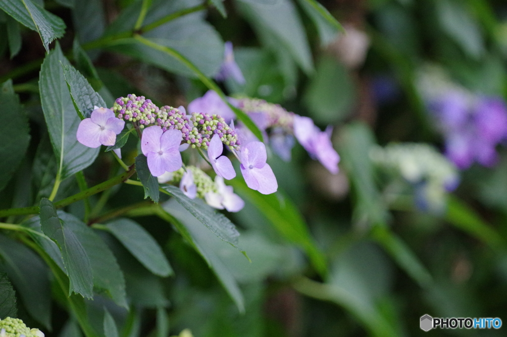 紫陽花