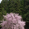 満開