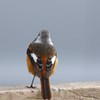 背中で語る、ジョビオ