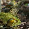ソウシチョウもかわいいです。