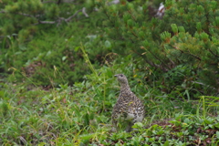 ライチョウ