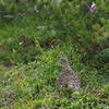ライチョウ