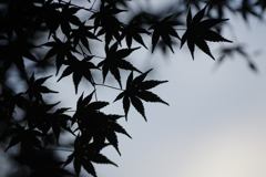 紅葉、してないね～
