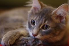 初めての猫カフェ