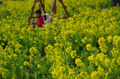 田原　菜の花まつり